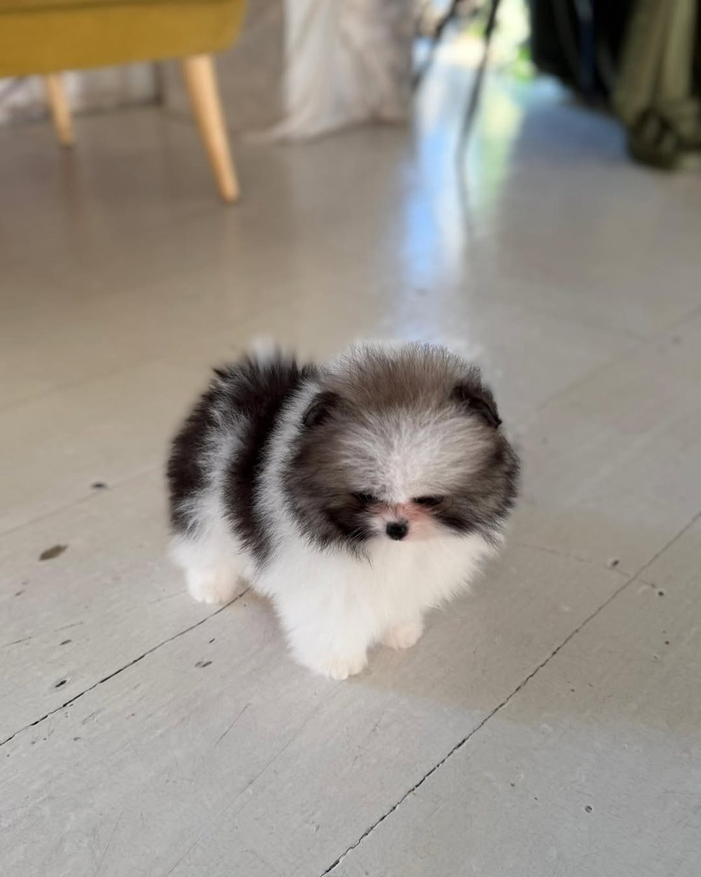Domino, a Black & White Parti Pomeranian puppy