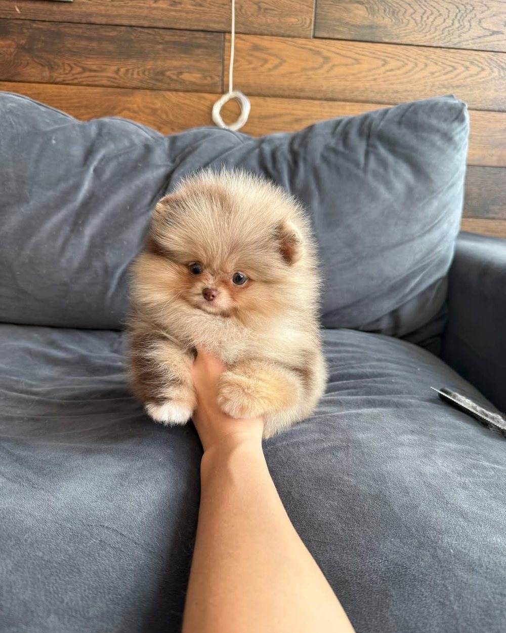 Honey, a Cream Sable Pomeranian puppy