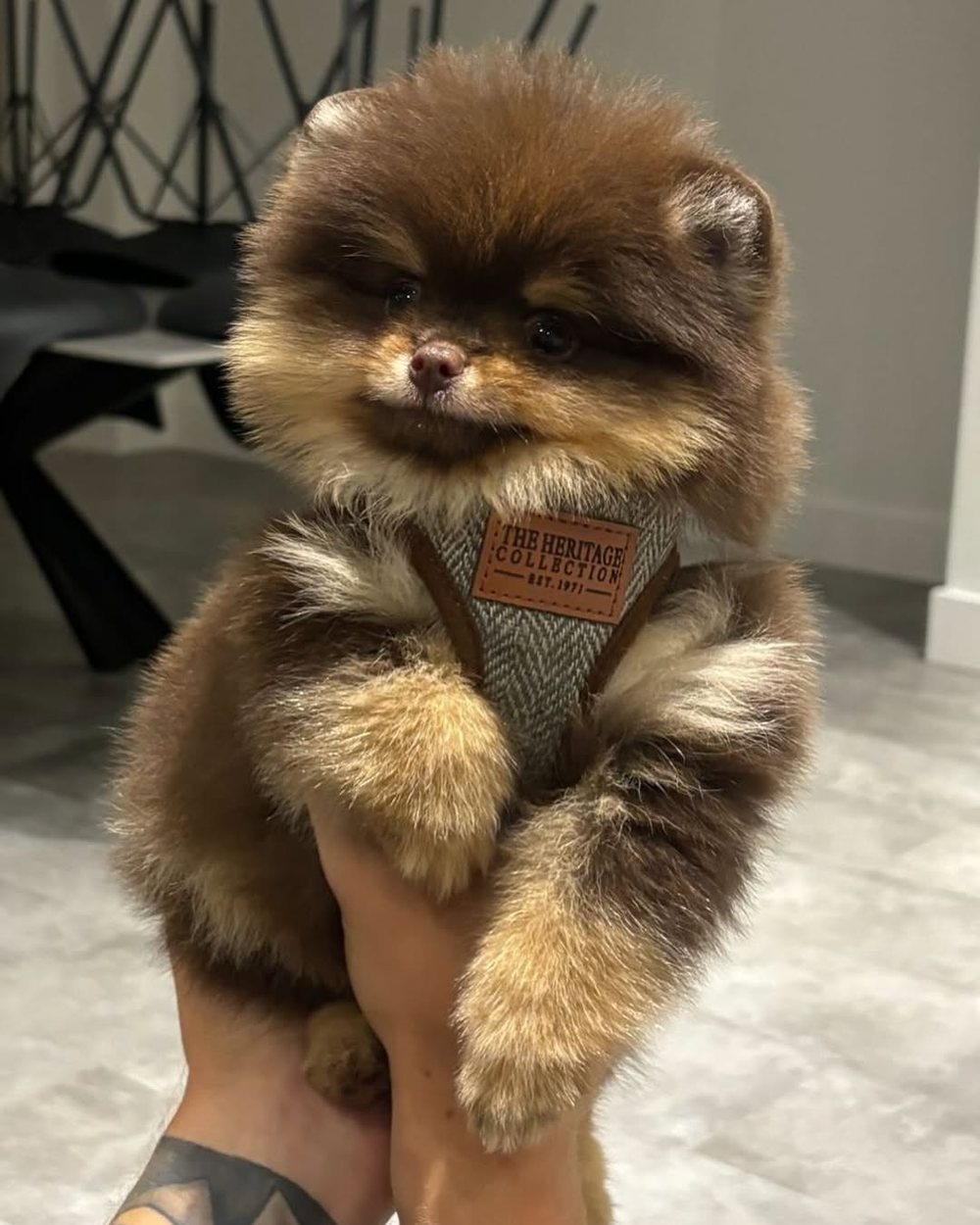 Maple, a Chocolate Sable Pomeranian puppy