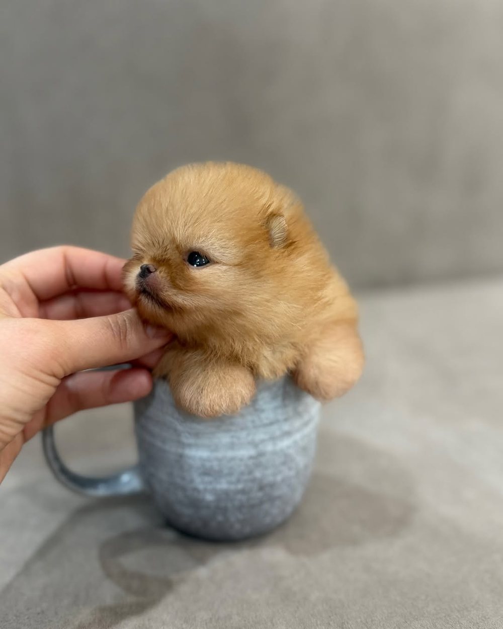 Peaches, a Orange Pomeranian puppy