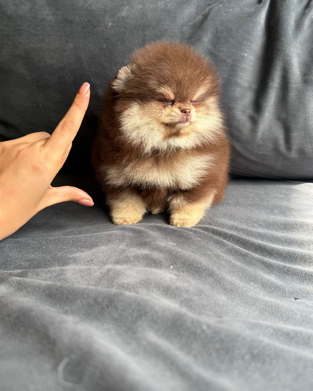Truffle