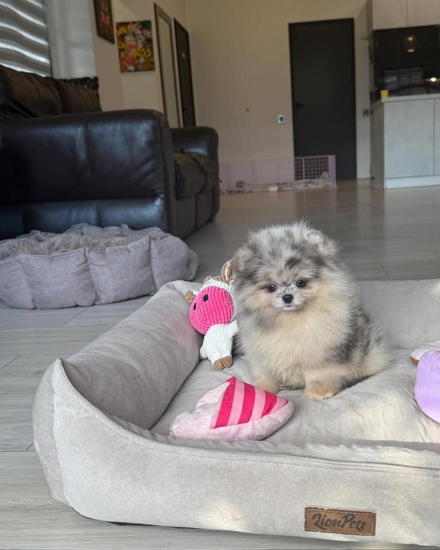 Willow, a Blue Merle Pomeranian puppy
